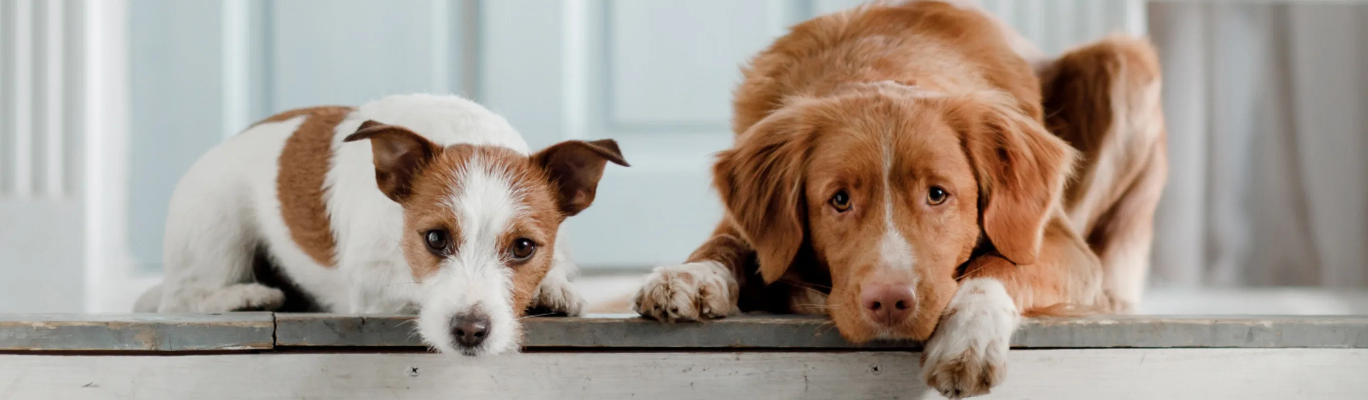 Two Dogs Laying on Porch Steps